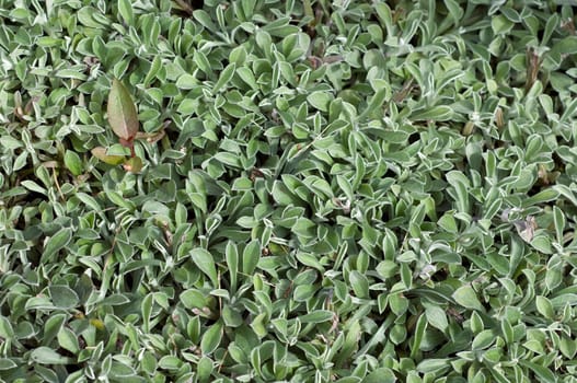 katzenpfoetchen, Antennaria dioica