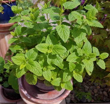 Zitronenmelisse  Melissa  officinalis, Heilpflanze  Kraeuter