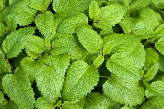 Zitronenmelisse  Melissa, officinalis