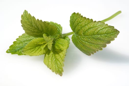Zitronenmelisse  Melissa, officinalis