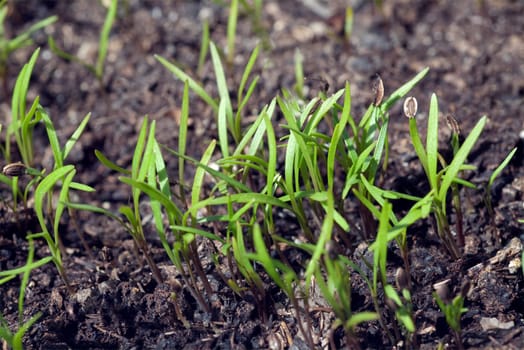 Dill  Anethum Ist eine Kraeuterpflanze, Kuechenkraeuterpflanze, Gewuerzpflanze, Kuechengewuerz, heipflanze, Duftpflanze