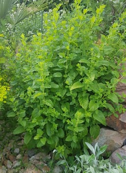 Melissa, officinalis, Zitronenmelisse, Melisse
