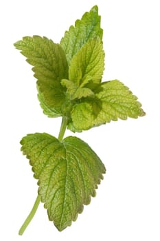 Zitronenmelisse  Melissa  officinalis