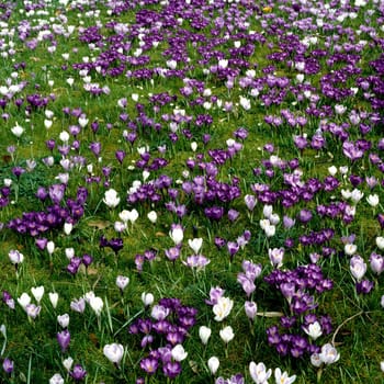 Krokuswiese