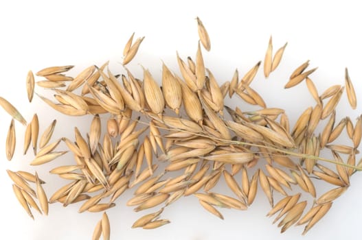 Hafer  Avena, sativa  Haferkorn