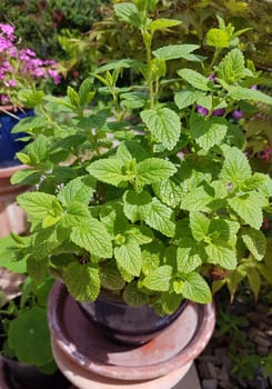 Zitronenmelisse  Melissa  officinalis, Heilpflanze  Kraeuter