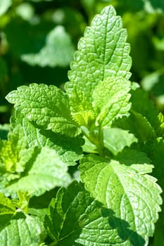 Zitronenmelisse  Melissa  officinalis