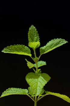 Zitronenmelisse  Melissa  officinalis