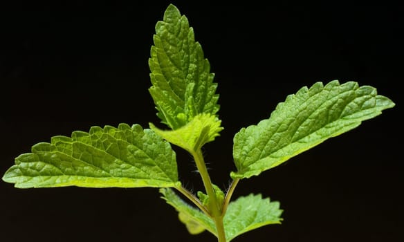 Zitronenmelisse  Melissa  officinalis