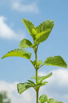 Zitronenmelisse  Melissa  officinalis