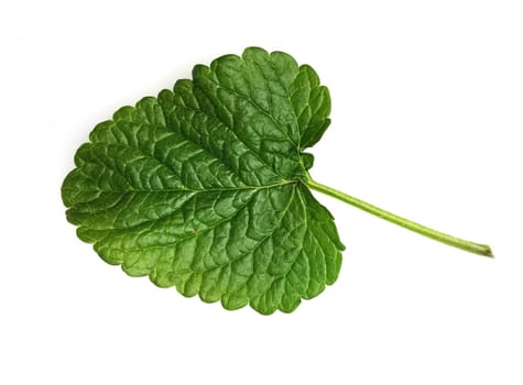 Zitronenmelisse Melissa officinalis, ist eine wichtige Heilpflanze und eine Duftpflanze mit weissen Blueten. Sie ist eine schoene Staude und wird auch in der Medizin verwendet. Lemon balm Melissa officinalis, is an important medicinal plant and an aromatic plant with white flowers. It is a beautiful perennial and is also used in medicine.