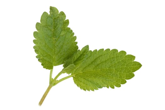 Zitronenmelisse  Melissa, officinalis