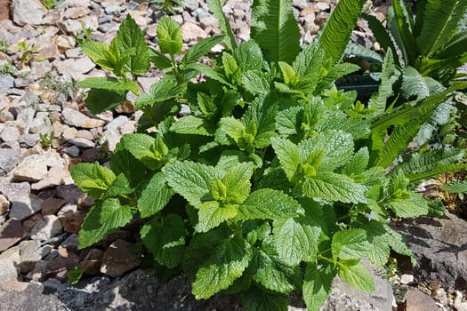 Zitronenmelisse  Melissa  officinalis, Heilpflanze  Kraeuter