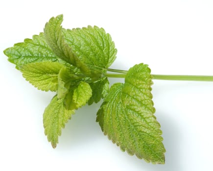 Zitronenmelisse  Melissa, officinalis