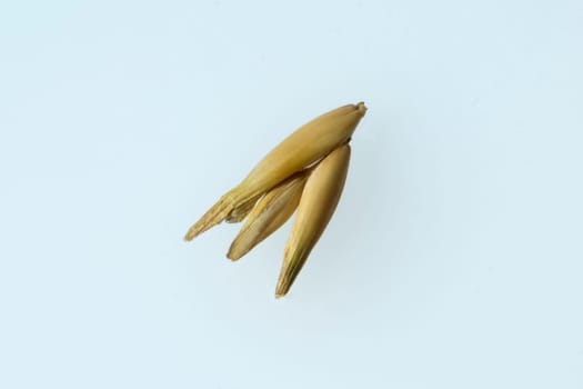 Hafer  Avena  sativa  Haferkorn  Rispe