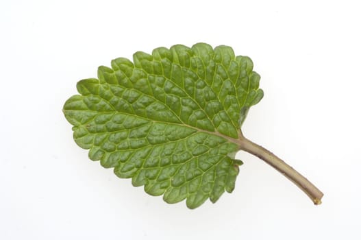 Zitronenmelisse