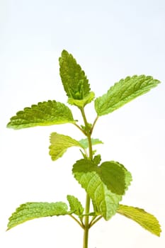 Zitronenmelisse  Melissa  officinalis