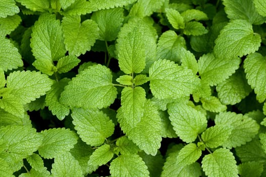 Zitronenmelisse  Melissa, officinalis