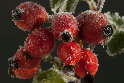 Hagebutten, raureif, beeren, Heilpflanze, Wildpflanzen
