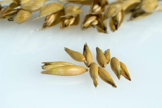Hafer  Avena  sativa  Haferkorn  Rispe
