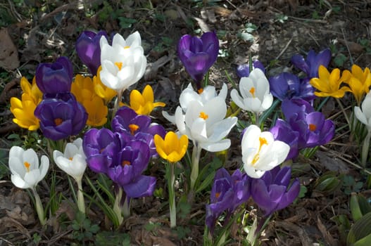 Gartenkrokus  Krokus  Crocus