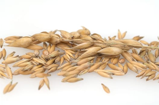 Hafer  Avena, sativa  Haferkorn
