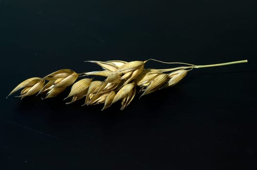 Hafer  Avena  sativa  Haferkorn  Rispe