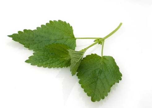 Kraeuterpflanze Zitronenmelisse  Melissa, officinalis, - Bei der Verwendung ausserhalb journalistischer Berichterstattung (z.B. Werbung etc.) bitte vorher mit dem Autor Kontakt aufnehmen..[CREDIT: Copyright - Manfred Ruckszio – Alfred-Delp-Strasse 17 – 65232 Taunusstein – phone +49-6128-23745 – m-ruckszio@web.de - Belegexemplar – Urhebervermerk - Bank: Postbank Frankfurt BLZ 50010060 Konto 165823607] [#0,26,121#].