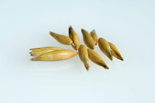 Hafer  Avena  sativa  Haferkorn  Rispe