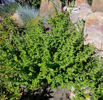 Zitronenmelisse Melissa officinalis, ist eine wichtige Heilpflanze und eine Duftpflanze mit weissen Blueten. Sie ist eine schoene Staude und wird auch in der Medizin verwendet. Lemon balm Melissa officinalis, is an important medicinal plant and an aromatic plant with white flowers. It is a beautiful perennial and is also used in medicine.