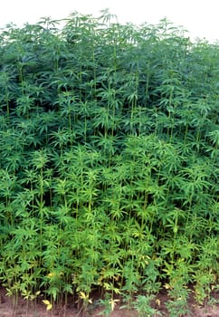 hanf  cannabis