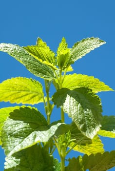 Zitronenmelisse  Melissa  officinalis