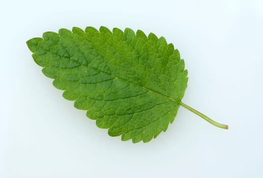 Kraeuterpflanze Zitronenmelisse  Melissa, officinalis, - Bei der Verwendung ausserhalb journalistischer Berichterstattung (z.B. Werbung etc.) bitte vorher mit dem Autor Kontakt aufnehmen..[CREDIT: Copyright - Manfred Ruckszio – Alfred-Delp-Strasse 17 – 65232 Taunusstein – phone +49-6128-23745 – m-ruckszio@web.de - Belegexemplar – Urhebervermerk - Bank: Postbank Frankfurt BLZ 50010060 Konto 165823607] [#0,26,121#].