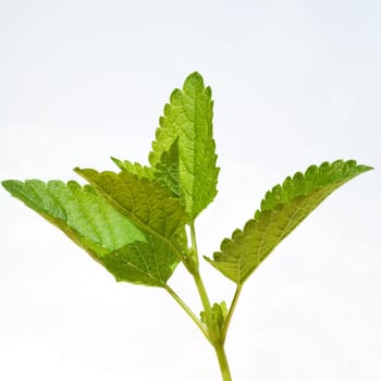 Zitronenmelisse  Melissa  officinalis  Lemon balm