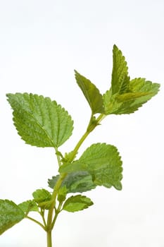 Zitronenmelisse  Melissa  officinalis  Lemon balm