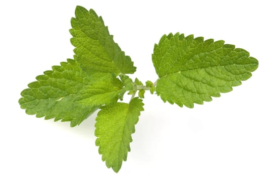 Zitronenmelisse  Melissa  officinalis  Melisse