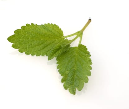 Kraeuterpflanze Zitronenmelisse  Melissa, officinalis, - Bei der Verwendung ausserhalb journalistischer Berichterstattung (z.B. Werbung etc.) bitte vorher mit dem Autor Kontakt aufnehmen..[CREDIT: Copyright - Manfred Ruckszio – Alfred-Delp-Strasse 17 – 65232 Taunusstein – phone +49-6128-23745 – m-ruckszio@web.de - Belegexemplar – Urhebervermerk - Bank: Postbank Frankfurt BLZ 50010060 Konto 165823607] [#0,26,121#].