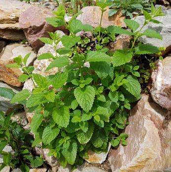 Zitronenmelisse  Melissa  officinalis, Heilpflanze  Kraeuter
