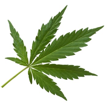hanf, cannabis