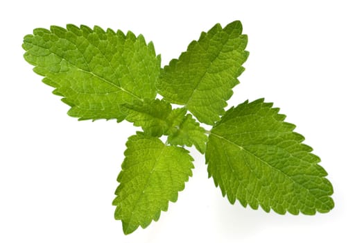Zitronenmelisse  Melissa  officinalis  Melisse