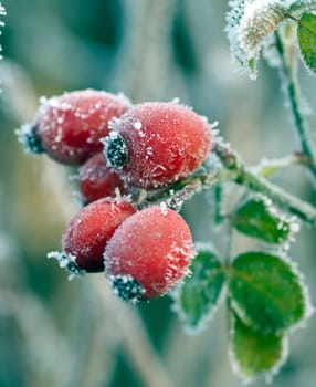 Hagebutten, raureif, beeren, Heilpflanze, Wildpflanzen