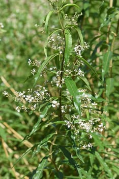 Zitronenverbene  Verveine  Lippia  citrodora, Heilpflanze, Bachbluete