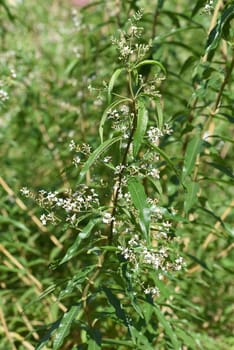 Zitronenverbene  Verveine  Lippia  citrodora, Heilpflanze, Bachbluete