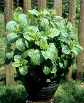 Zitronenmelisse  Melissa  officinalis