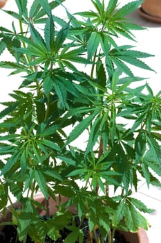 hanf, cannabis, sativa, Hanfblaetter