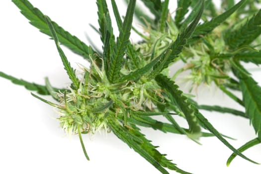 Hanfbluete, weiblich, hanf, cannabis, indica
