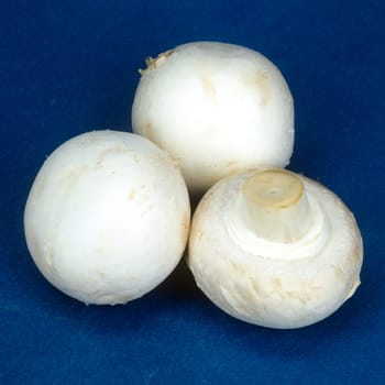 Zuchtchampignon