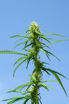 Hanfbluete, weiblich, hanf, cannabis, indica