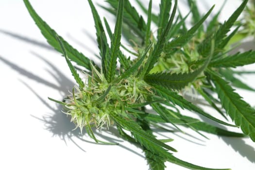 Hanfbluete, weiblich, hanf, cannabis, indica