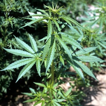 hanf, cannabis, indica